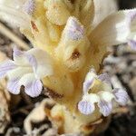 Phelipanche rosmarina Flower