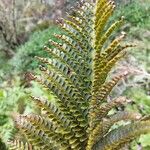 Polystichum ammifolium Frunză