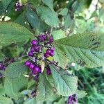 Callicarpa americana Φρούτο