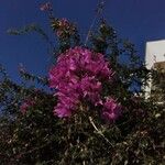 Bougainvillea spectabilis Květ