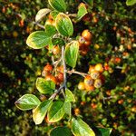 Cotoneaster dielsianus ഫലം