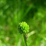 Ranunculus polyanthemos Fruchs