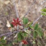 Calliandra eriophylla Vaisius