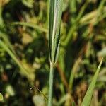 Bothriochloa bladhii Leaf