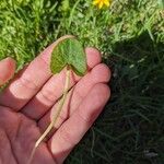 Ranunculus ficariaبرگ