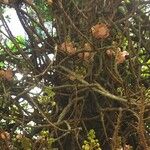 Couroupita guianensis Flor