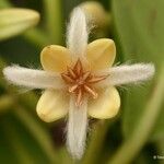 Rhizophora samoensis Blüte