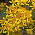Jacobaea adonidifolia Flor