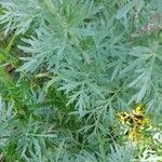 Artemisia absinthium Hoja
