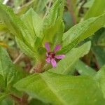 Cuphea carthagenensis Flower