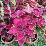 Coleus scutellarioidesبرگ