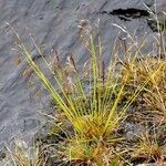 Carex capillaris Habitatea