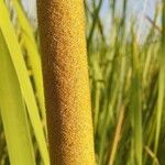 Typha angustifolia Bark