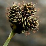 Carex parviflora Fruto