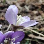 Hepatica nobilisFlower