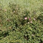 Rosa × dumetorum Hábito