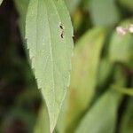 Ageratina riparia Leaf