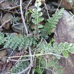 Cosentinia vellea Libunga