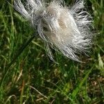 Eriophorum scheuchzeri Flower