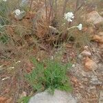 Silene italica Pokrój
