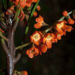 Clavija lancifolia Flor
