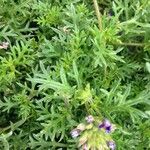 Verbena tenera Leaf