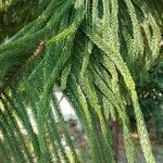 Araucaria heterophylla葉