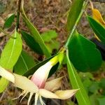 Strophanthus gardeniiflorus Blüte