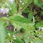 Veronica anagallis-aquatica Autre