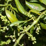 Phoradendron piperoides Fruit