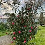 Camellia japonica Habitus