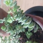 Crassula rupestris Leaf