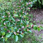 Cotoneaster horizontalis Egyéb