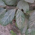 Viburnum odoratissimum Blad