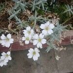 Cerastium tomentosum 花