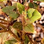 Euphorbia ophthalmica 花