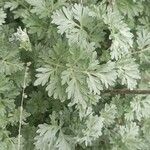 Artemisia absinthium 花