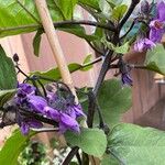 Solanum melongena Квітка