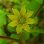 Aichryson punctatum 花