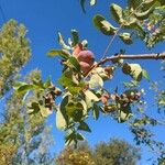 Pistacia terebinthus Fruit