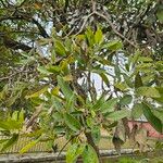 Tabebuia aurea Leaf