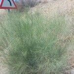 Retama monosperma Leaf