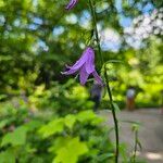 Campanula rapunculoidesÇiçek