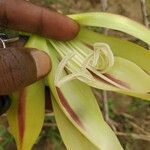 Crinum ornatum Flower