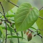 Passiflora ligularis Leaf