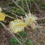 Salix atrocinerea Fiore