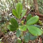 Cunonia vieillardii Hoja