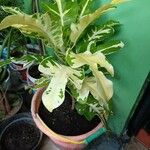 Codiaeum variegatum Hostoa