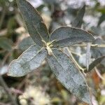 Eucalyptus gillii Folio