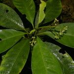 Chrysochlamys glauca Hoja